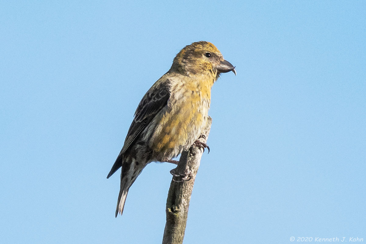r_crossbill-14c.jpg