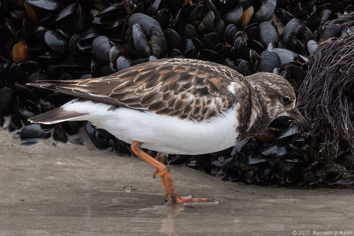 r_turnstone-3.jpg