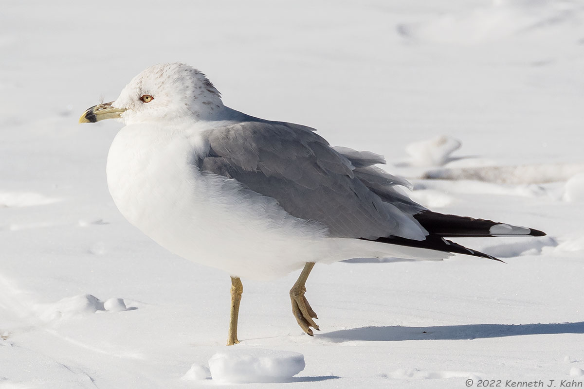 rb_gull-7.jpg
