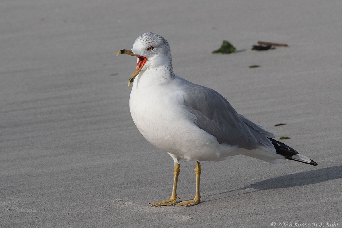 rb_gull-9.jpg