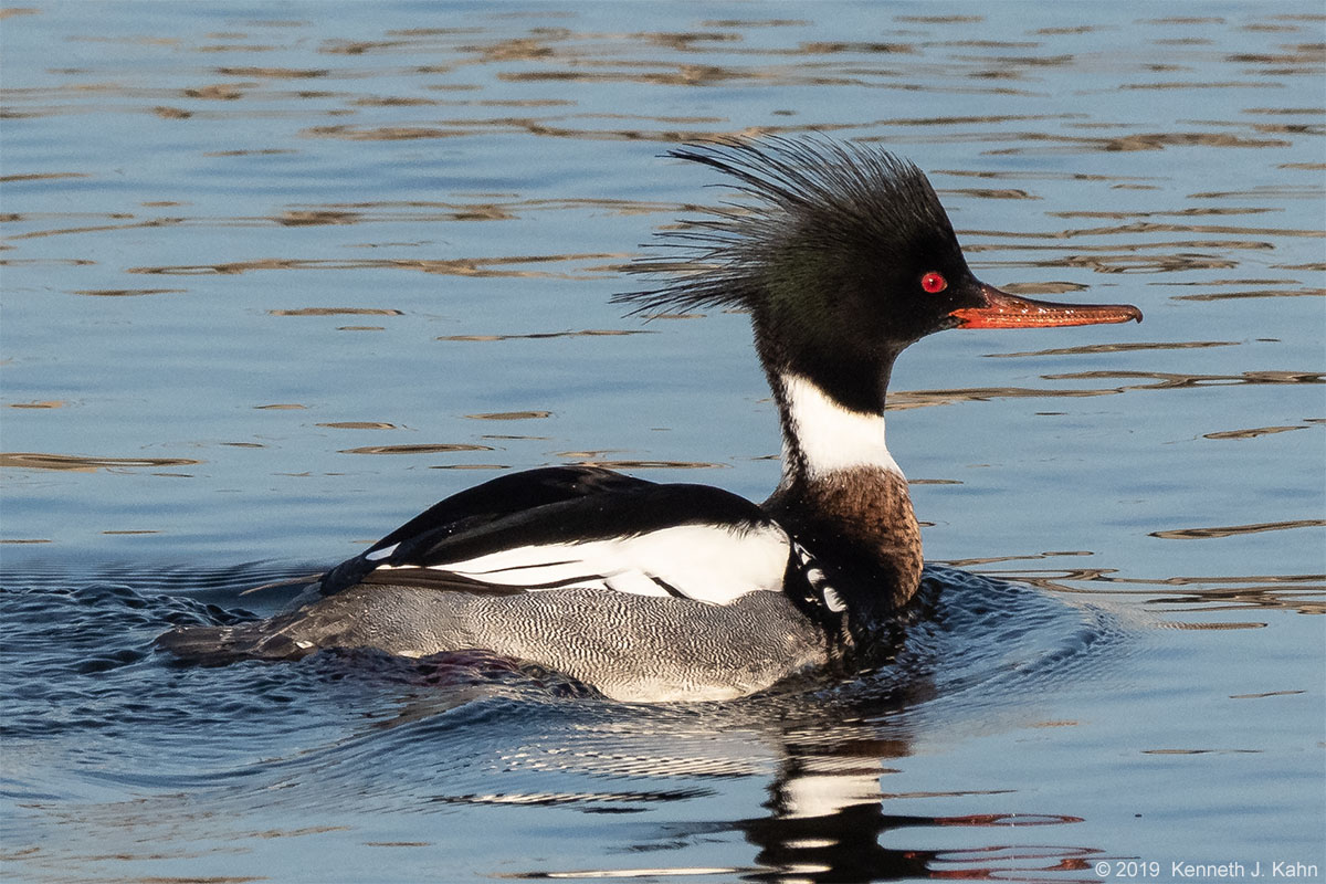 rb_merganser-9.jpg