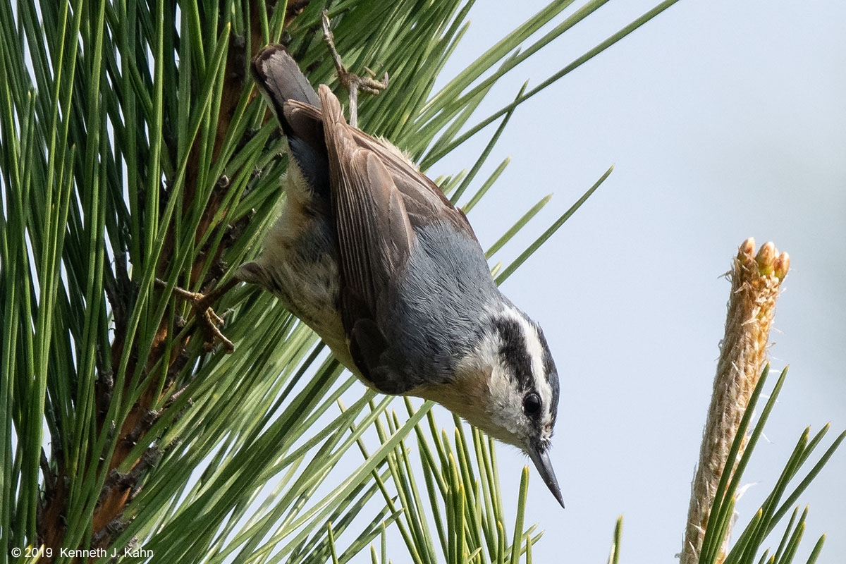 rb_nuthatch-04.jpg