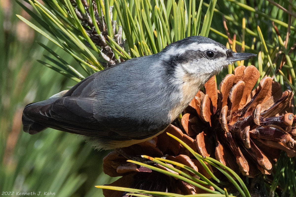 rb_nuthatch-13.jpg
