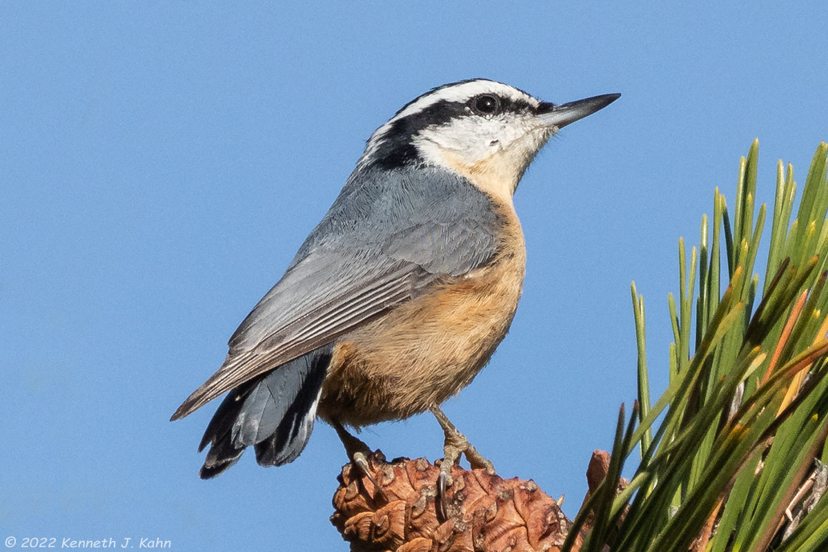 rb_nuthatch-14.jpg