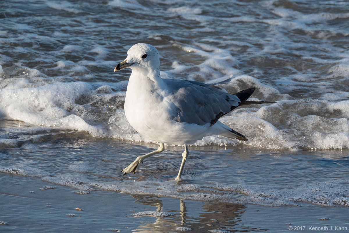 rbgull-3.jpg