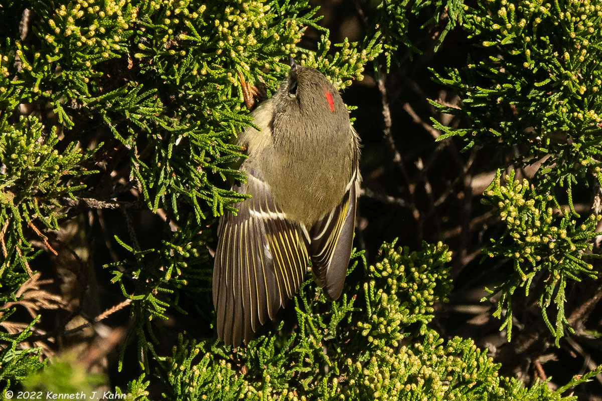 rc_kinglet-07.jpg