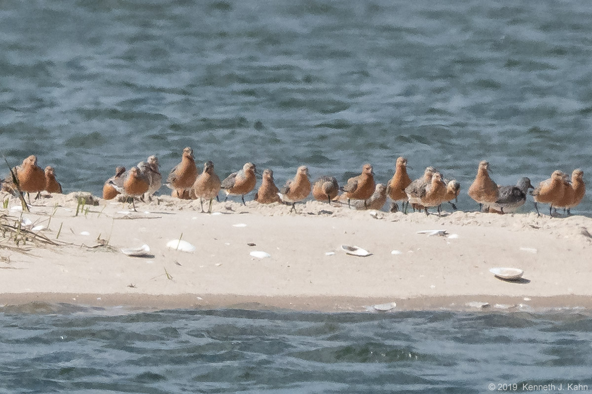 red_knot-01.jpg