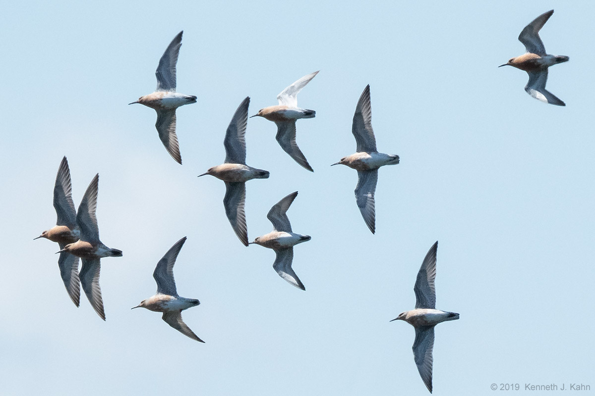 red_knot-03.jpg