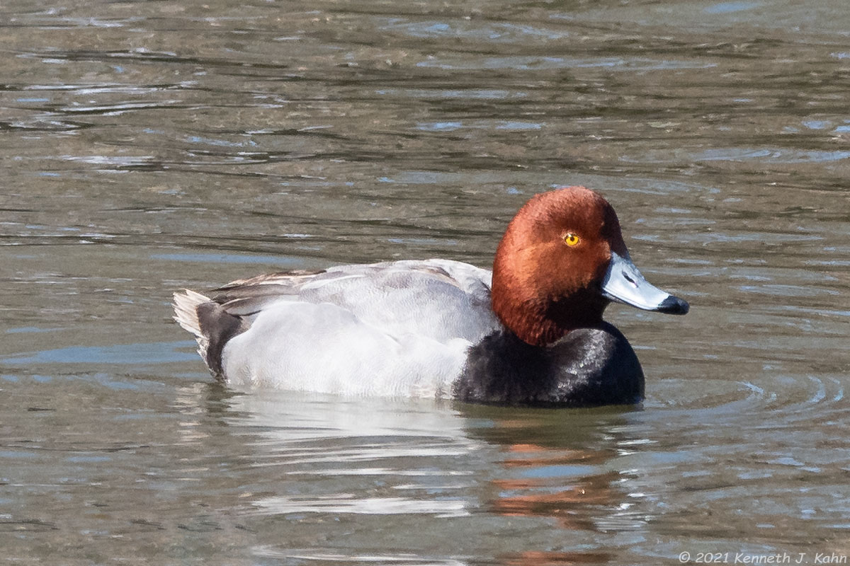 redhead-05.jpg