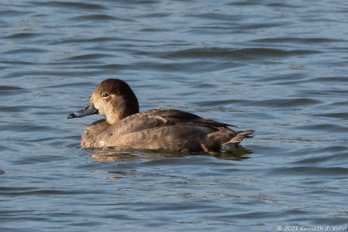 redhead-06f.jpg