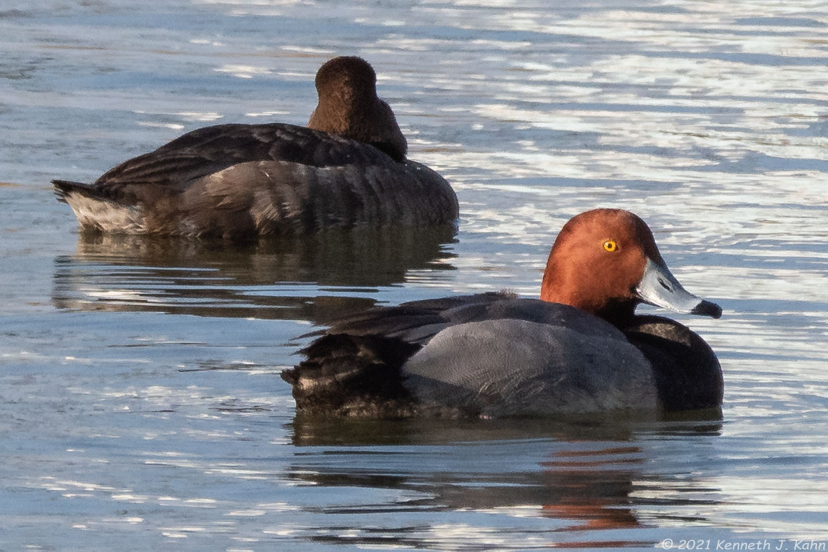 redhead-07.jpg