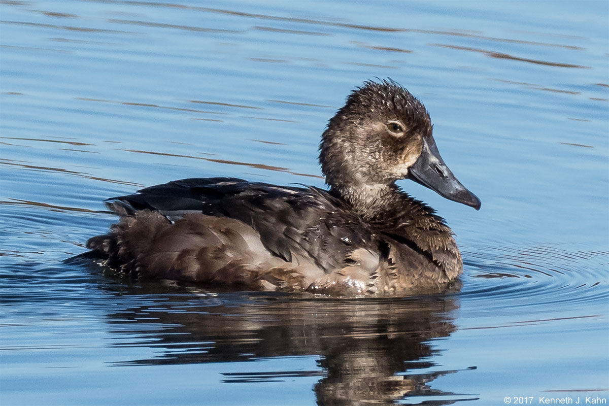 rn_duck-2.jpg
