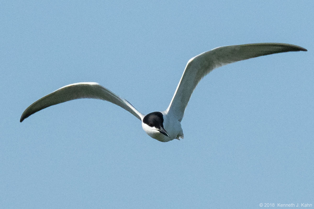 roseate_tern-04.jpg