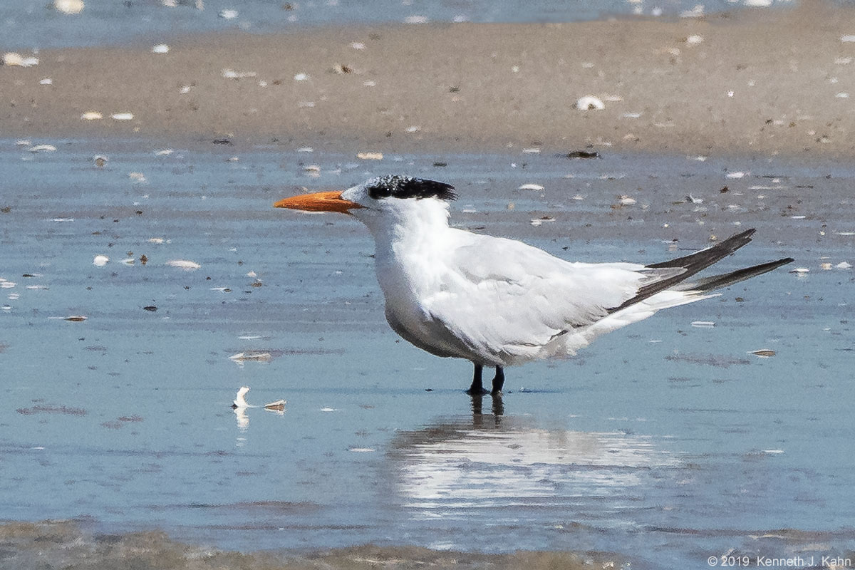 royal_tern-01.jpg