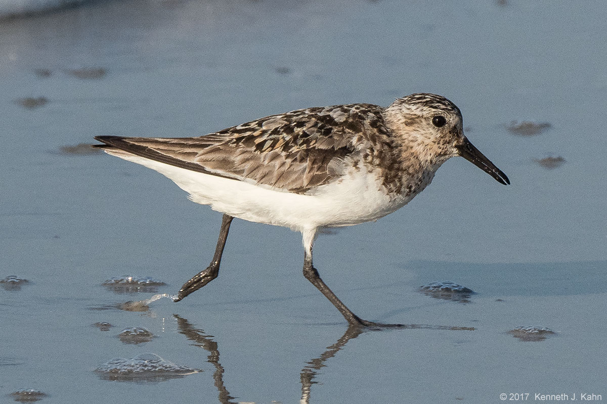 sanderling-13.jpg
