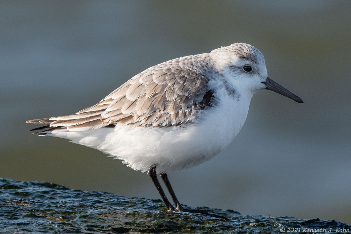 sanderling-25.jpg
