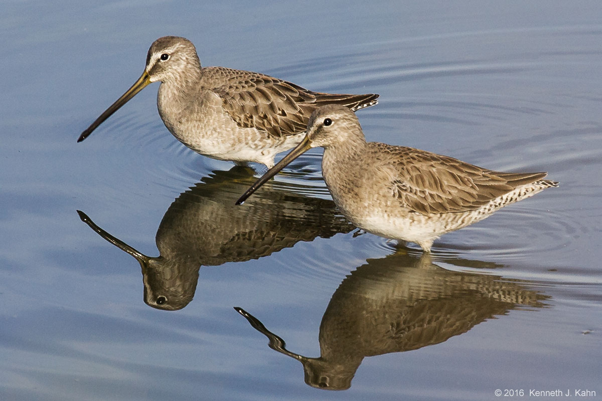 sb_dowitcher-2.jpg