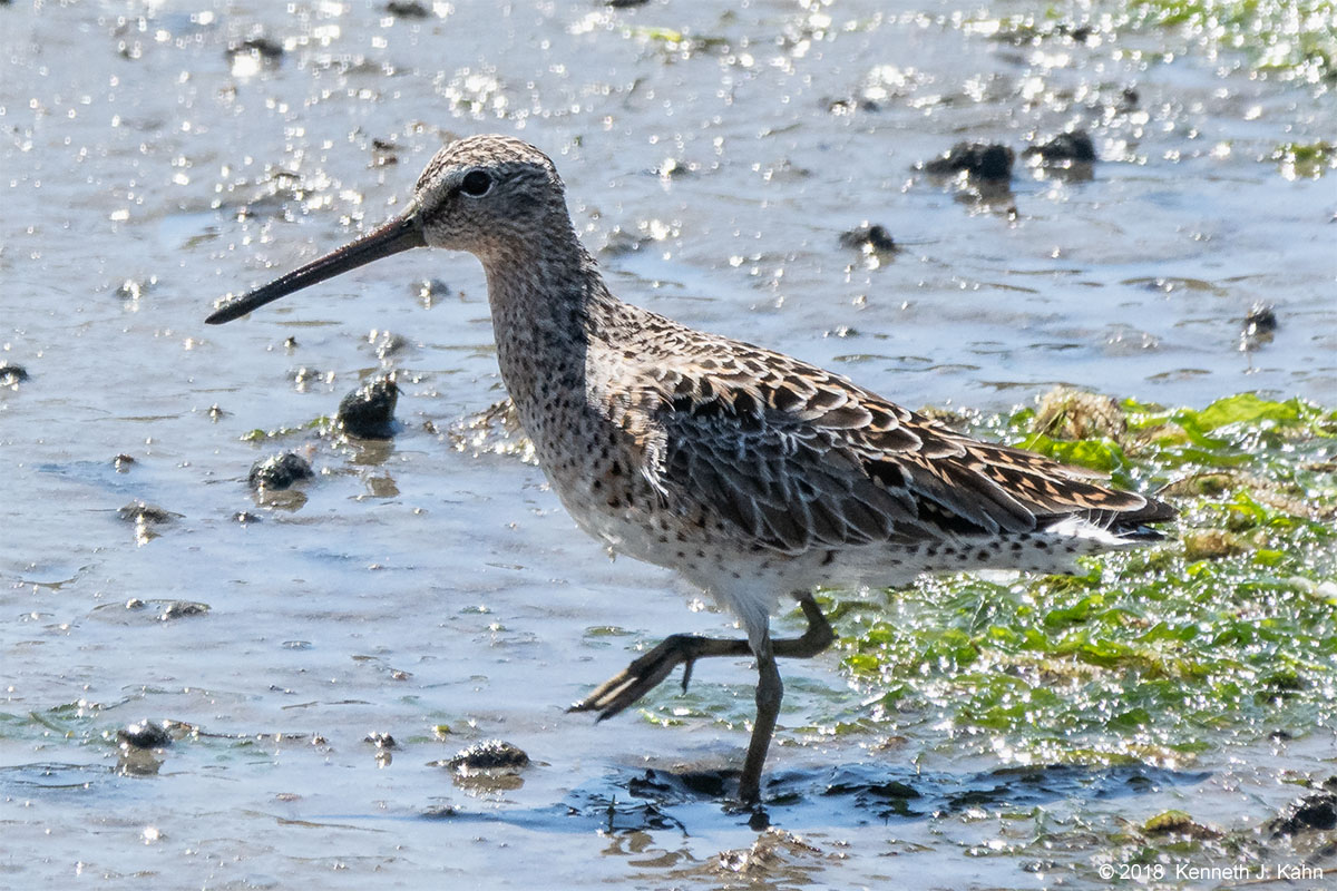 sb_dowitcher-3.jpg
