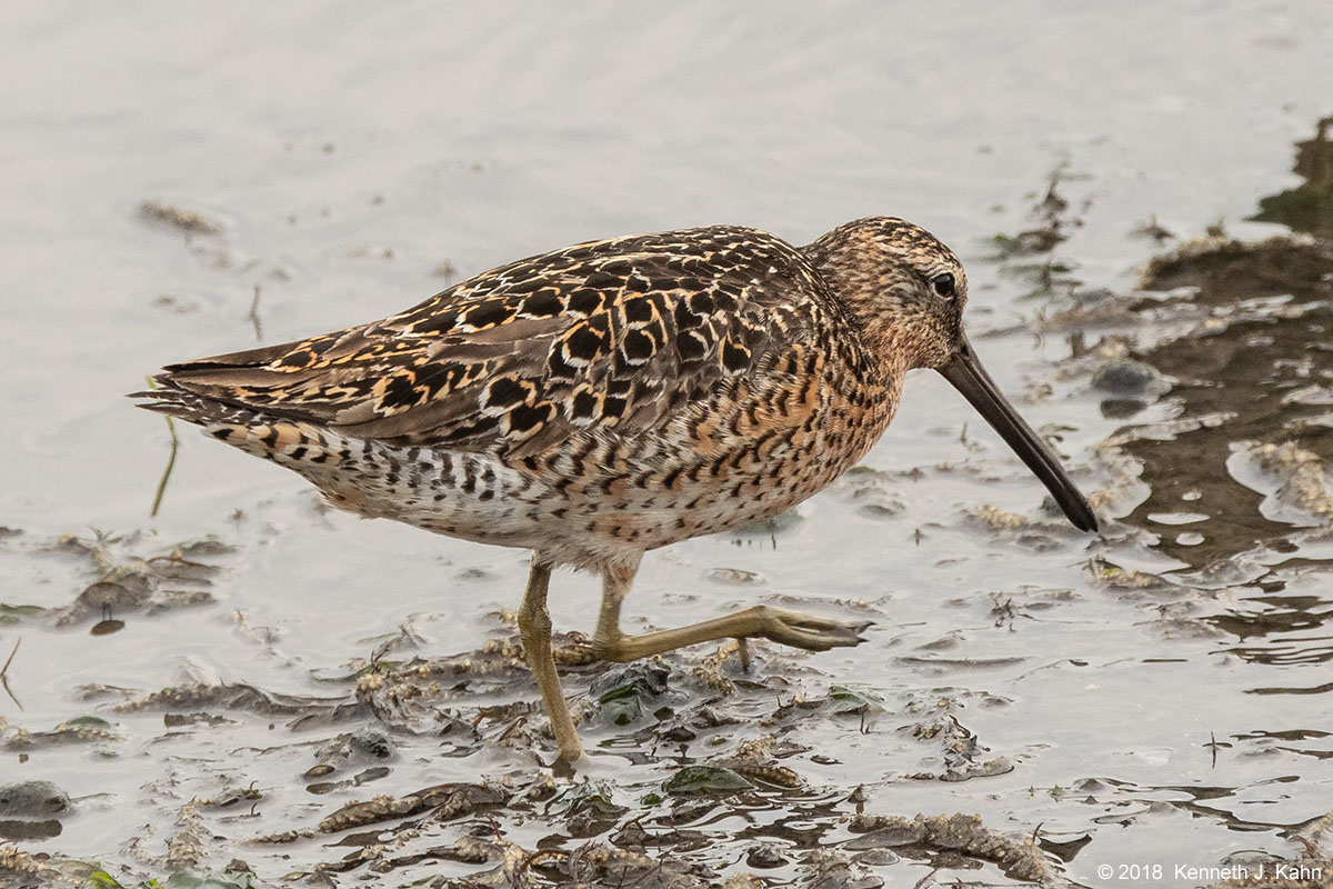 sb_dowitcher-6b.jpg