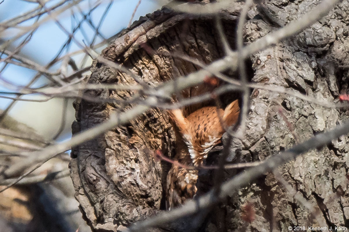 screech_owl-05.jpg