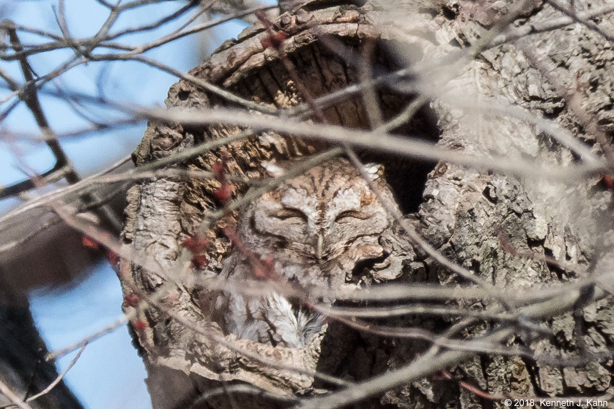screech_owl-07.jpg