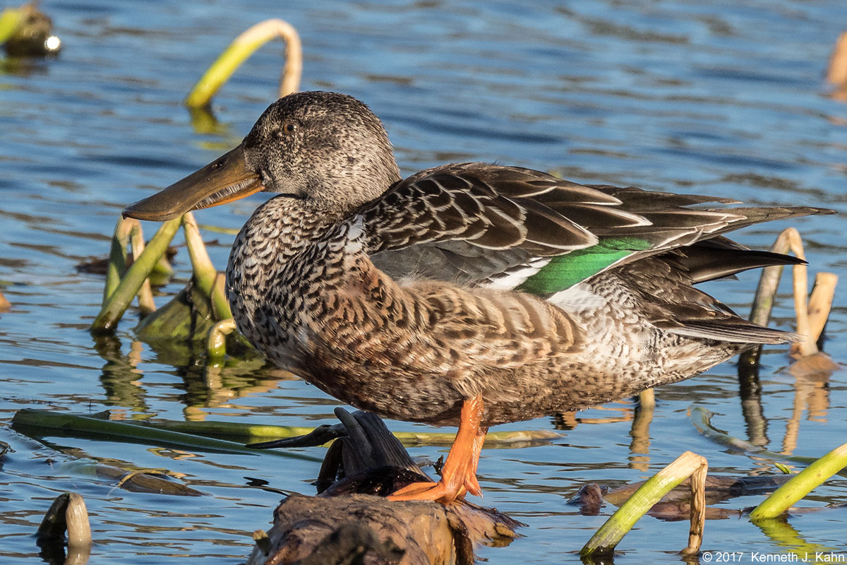shoveler-7.jpg