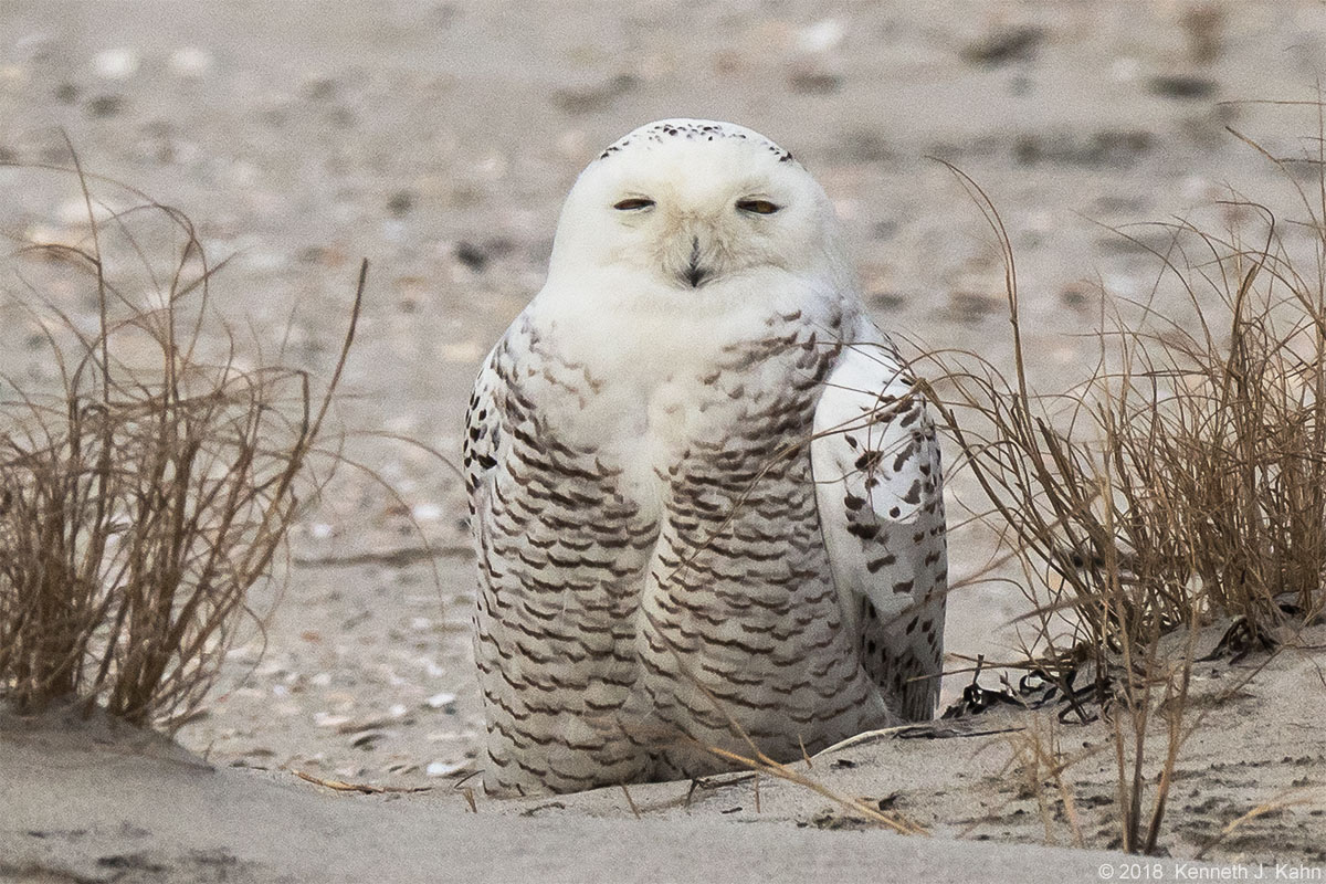 snowy_owl-2b.jpg