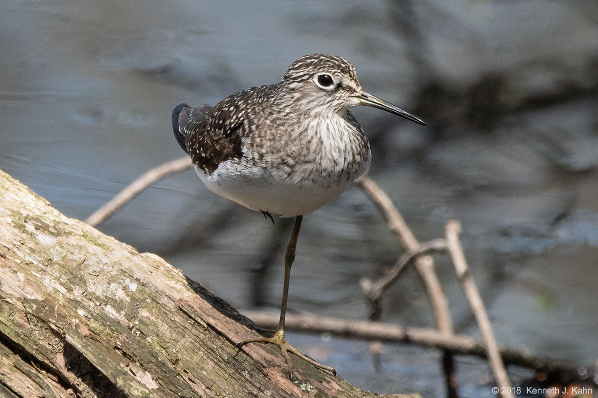 solitary_sandpiper-01.jpg
