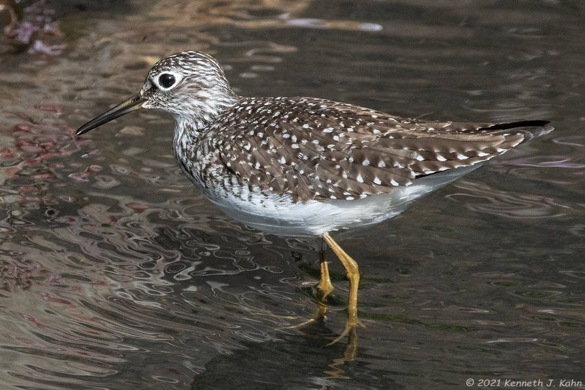 solitary_sandpiper-04.jpg
