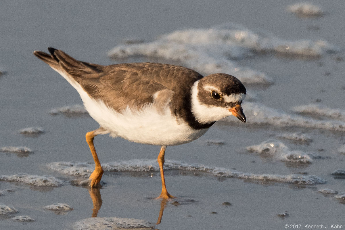 sp_plover-2.jpg