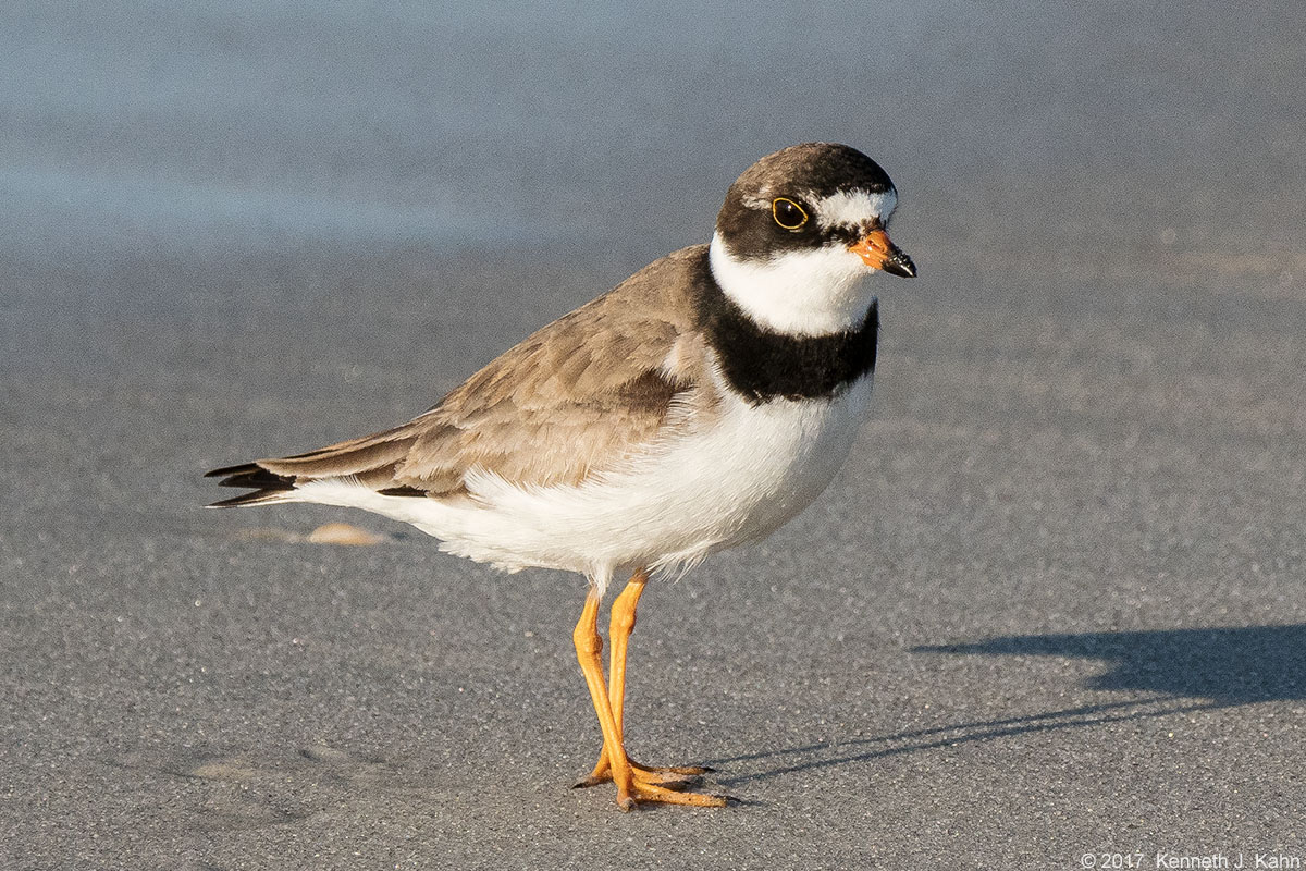 sp_plover-4.jpg