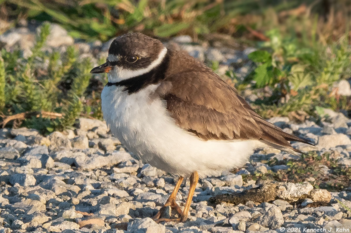 sp_plover-7.jpg