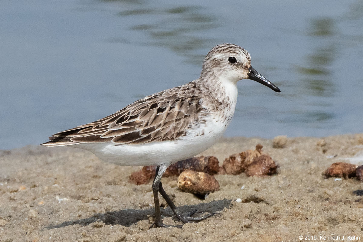 sp_sandpiper-04.jpg