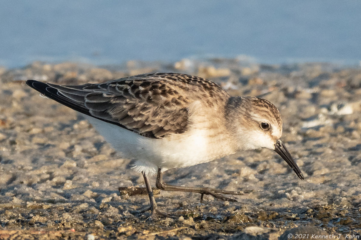 sp_sandpiper-06.jpg