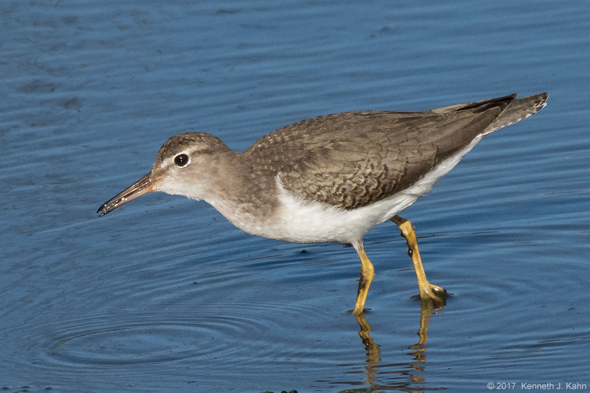 spotted_sandpiper-1.jpg
