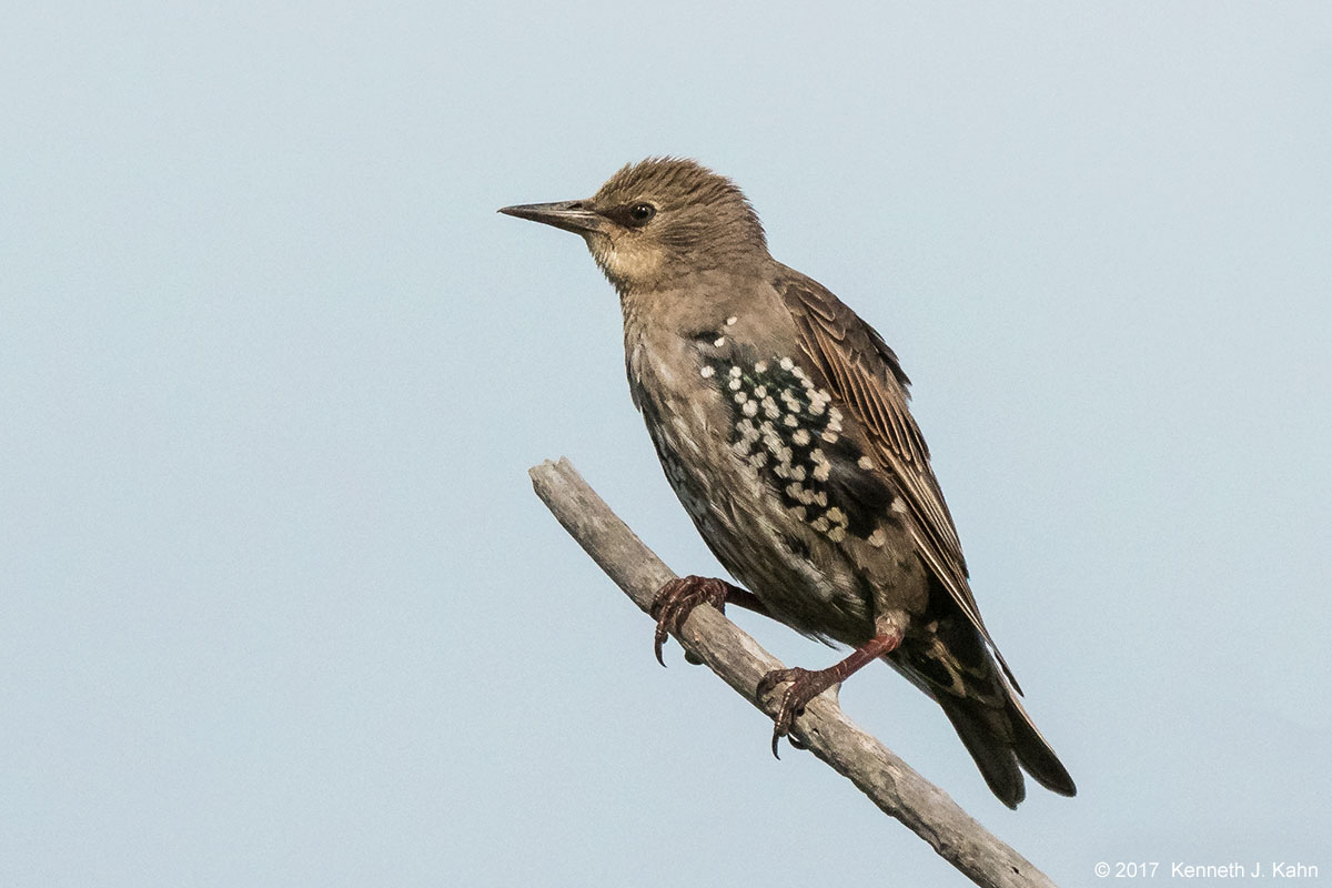 starling-3.jpg