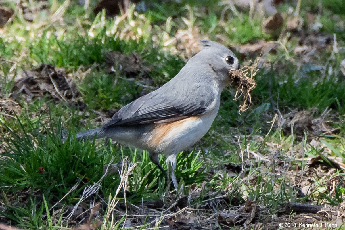 t_titmouse-5.jpg