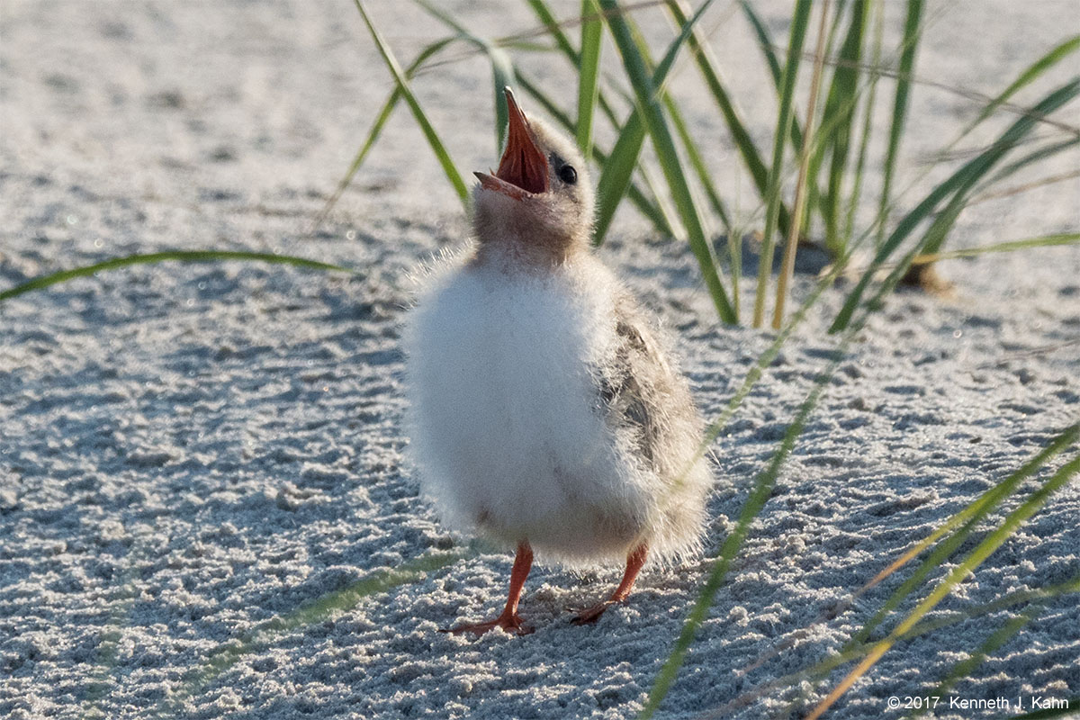 tern-04.jpg