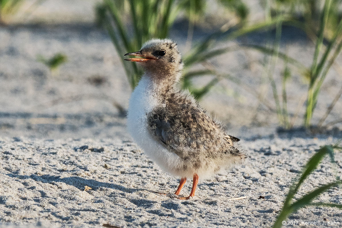 tern-06.jpg