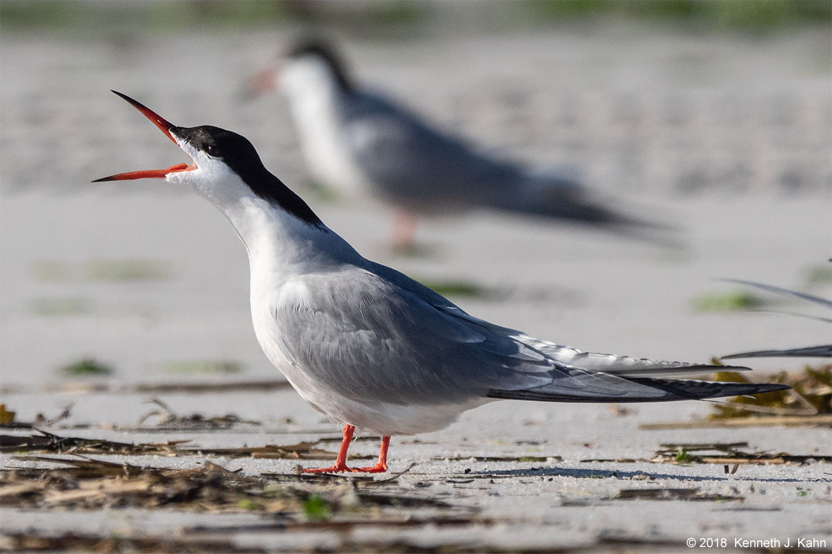 tern-17.jpg