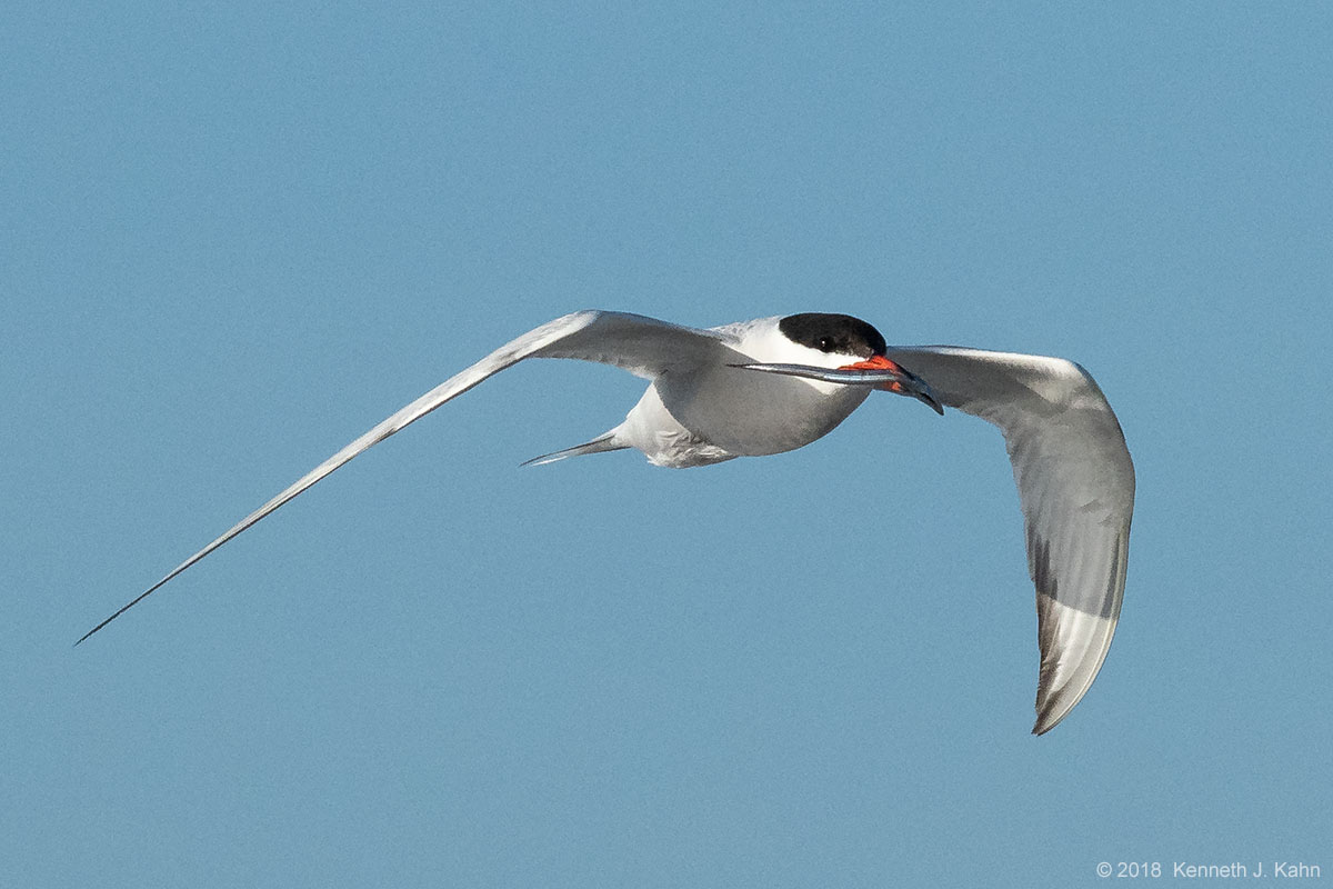 tern-20.jpg