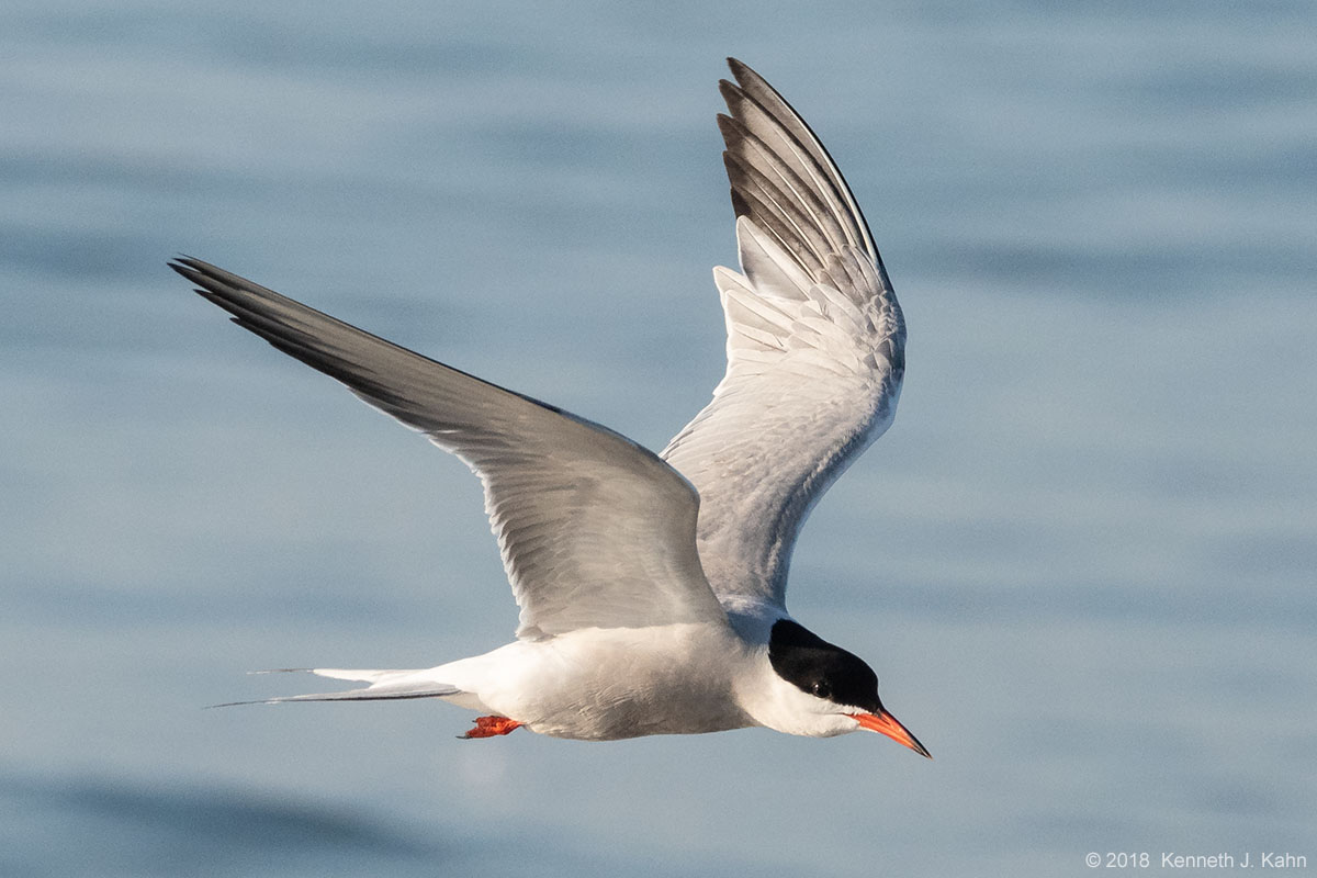 tern-22.jpg