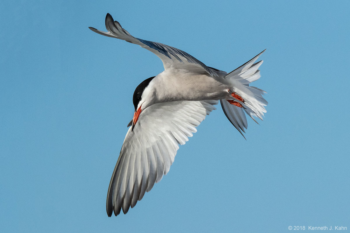 tern-24.jpg