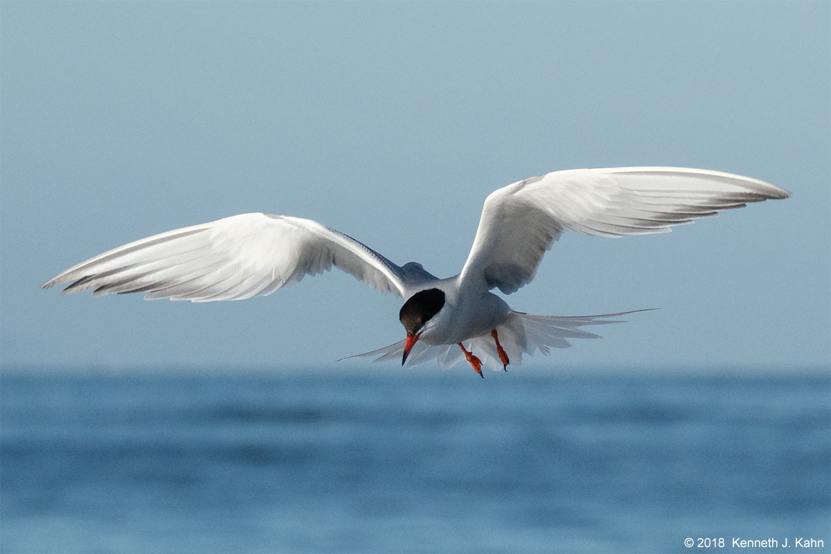 tern-25.jpg
