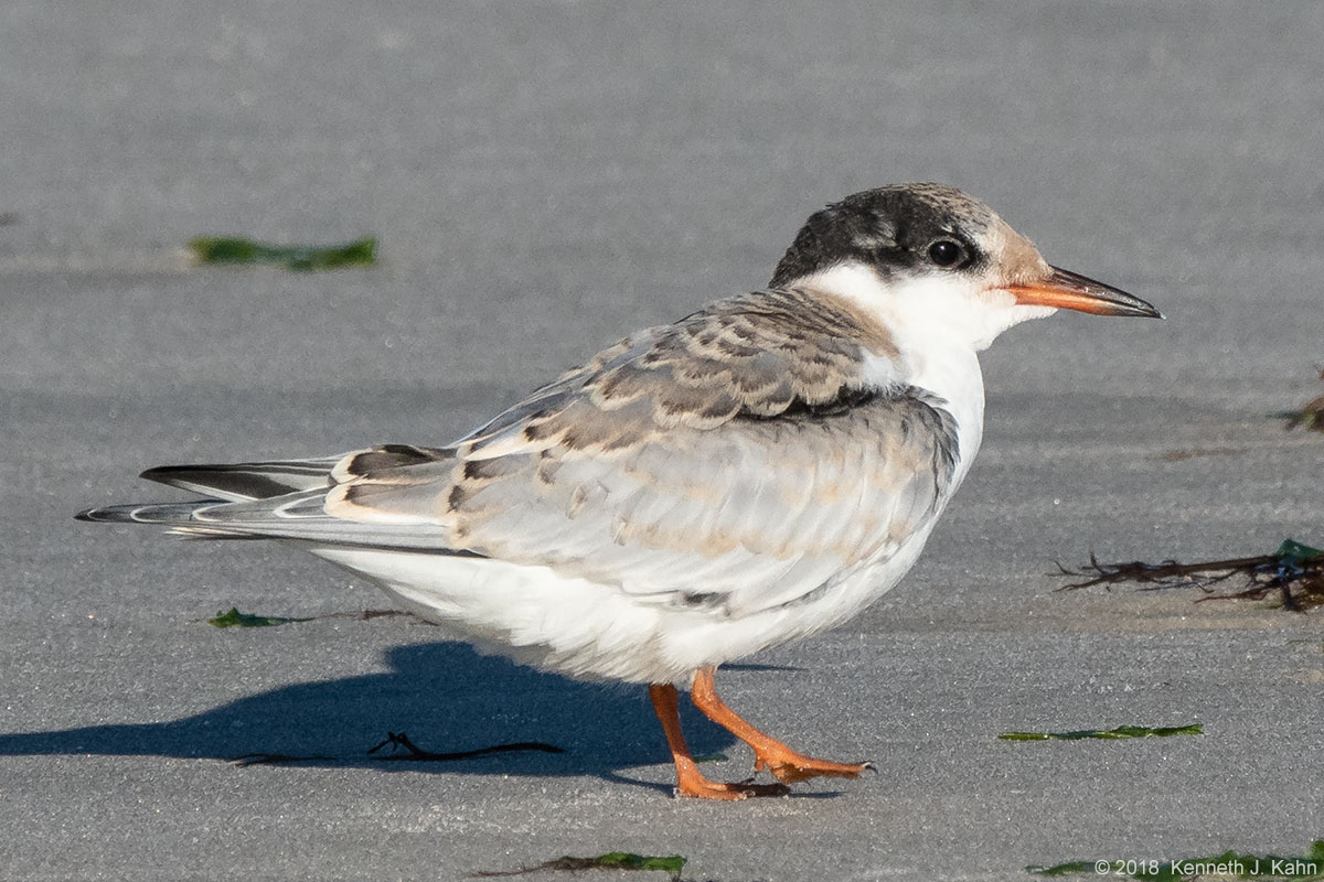 tern-27.jpg