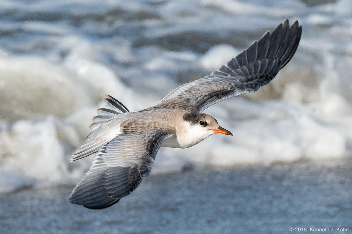 tern-28.jpg