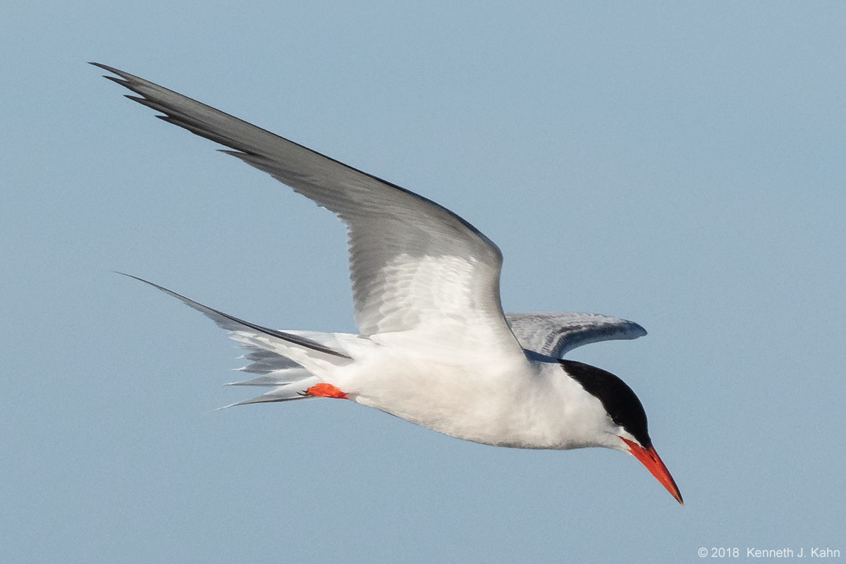 tern-29.jpg
