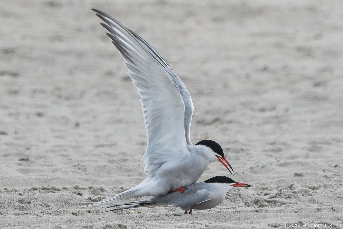tern-34.jpg