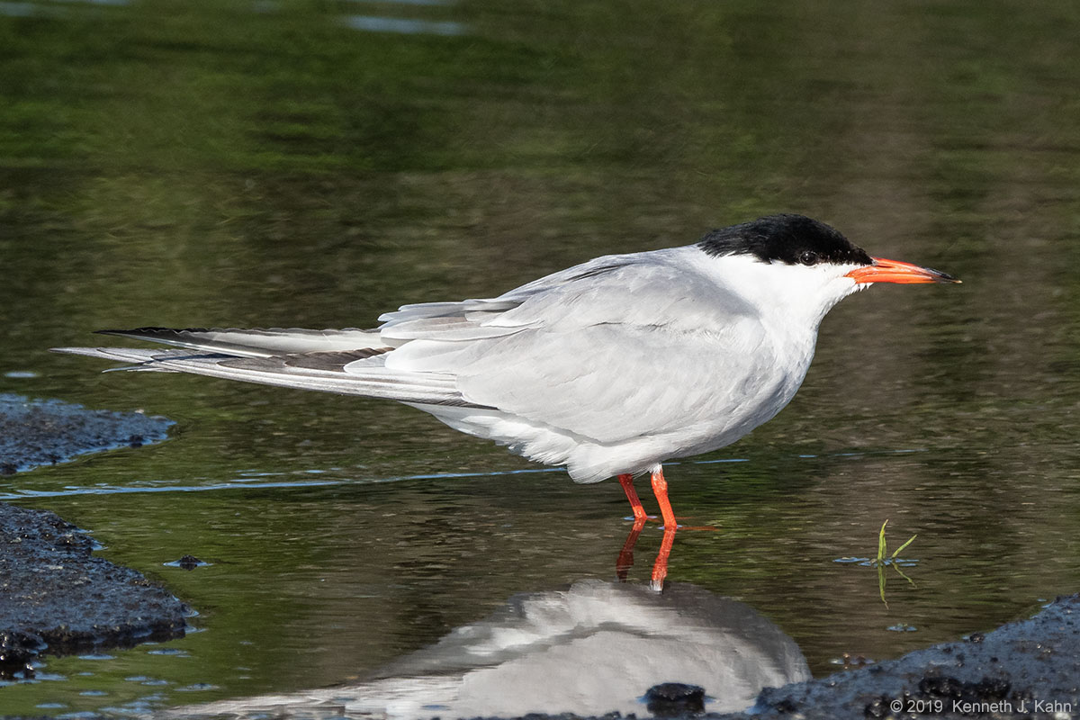 tern-35.jpg