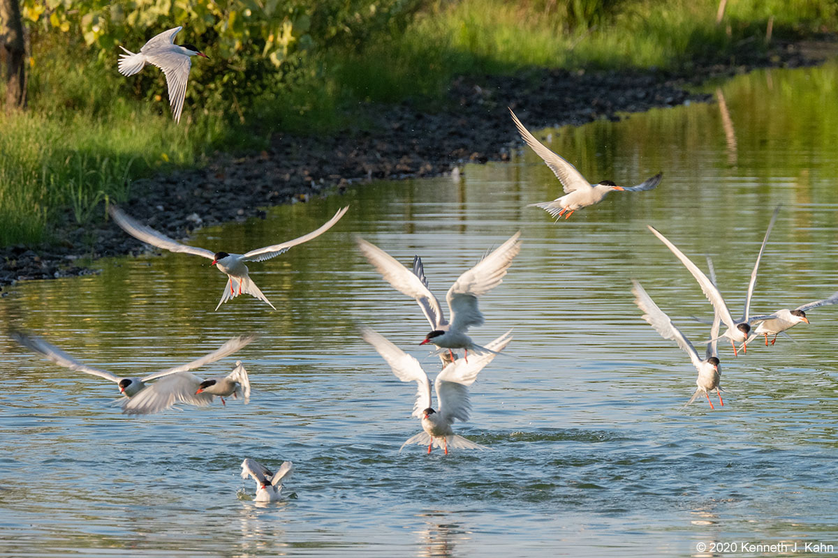 tern-37.jpg